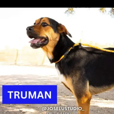 Truman
