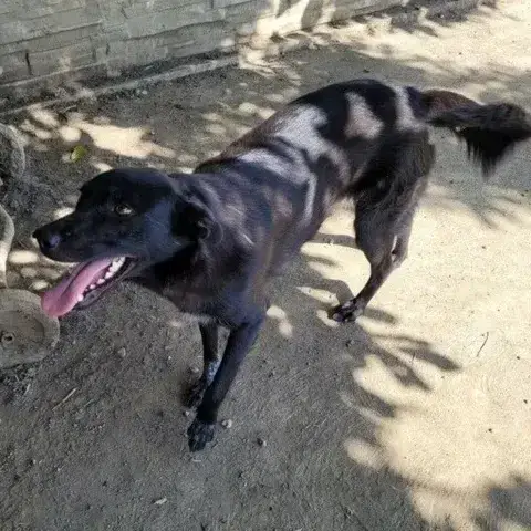 Buzita photo 2