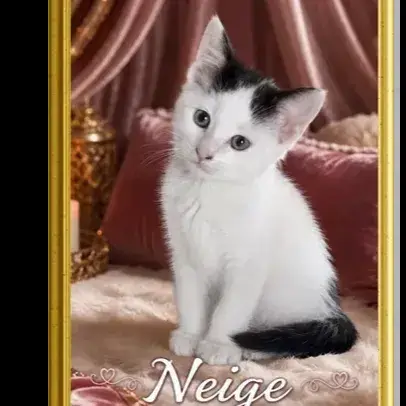 Neige