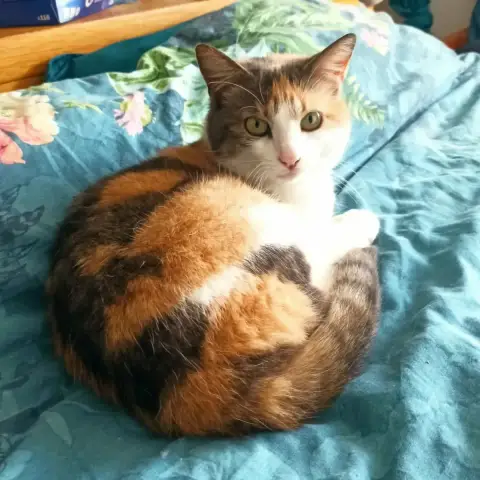 Boréale