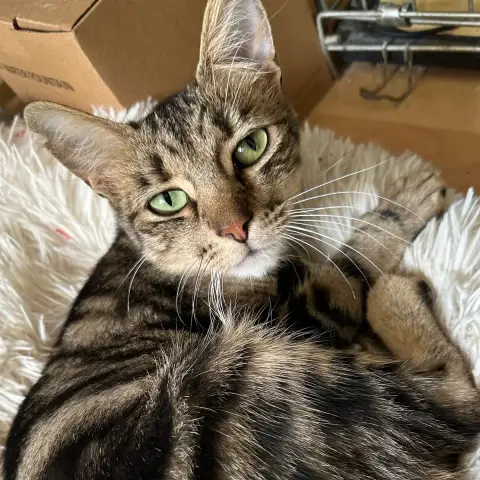 Saba