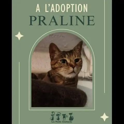 Praline