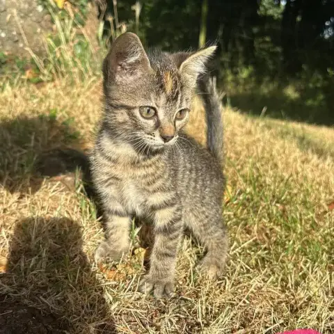 Malya