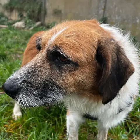 Paco photo 2