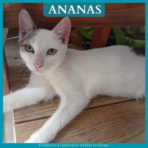 Ananas