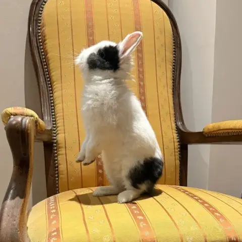 [À L'Adoption] Kaori