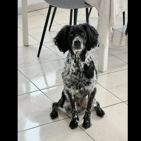 Paao