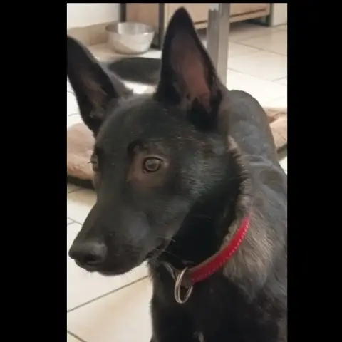 Akira