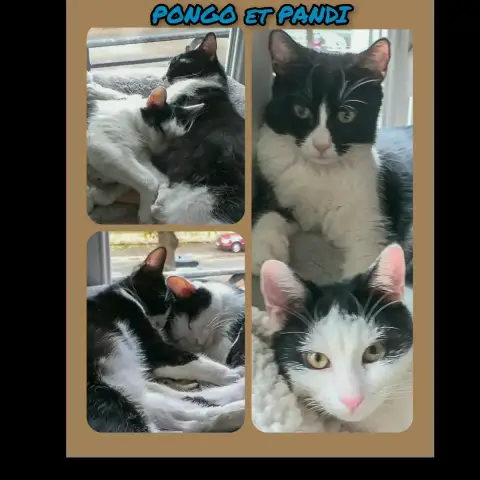 Pongo & Pandi