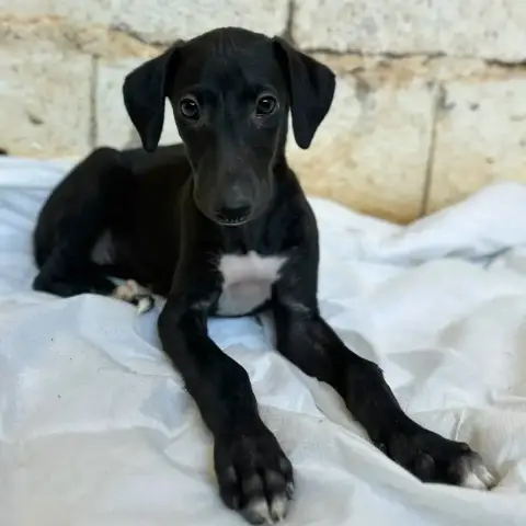 Nauksu photo 2
