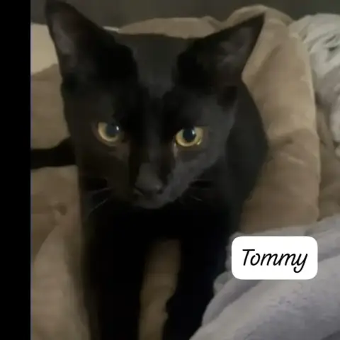 Tommy photo 2