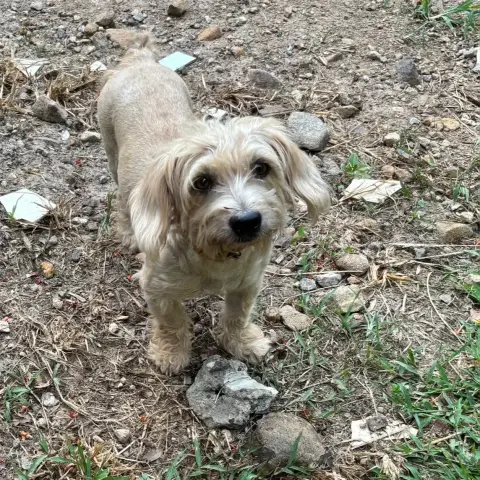 Skippy