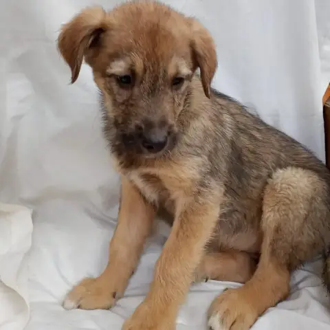 Banjo