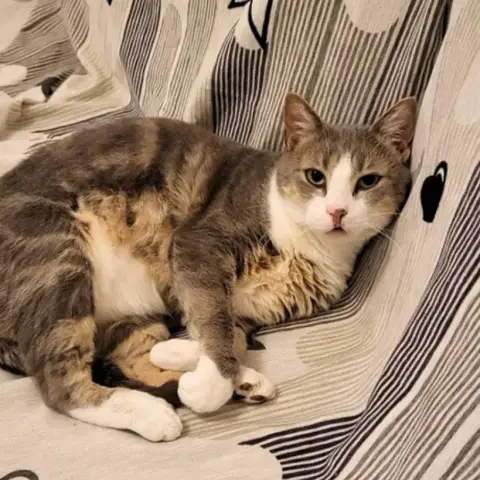 Pedro
