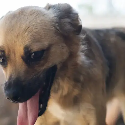 Latifa
