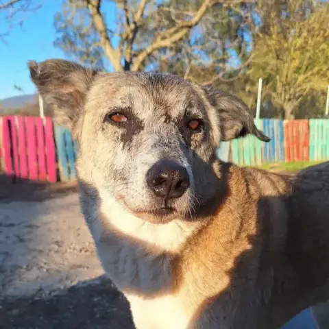 Kira