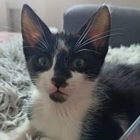 Oreo photo 2