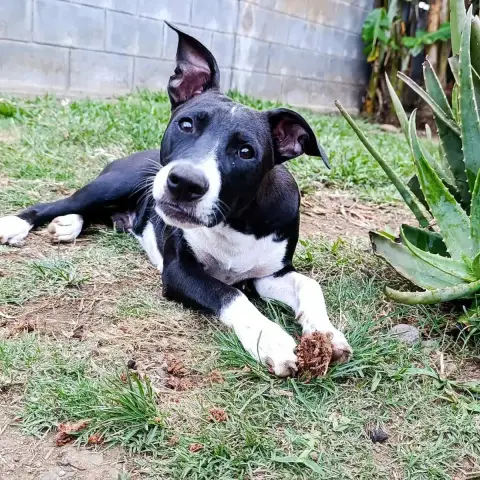 Oreo photo 2