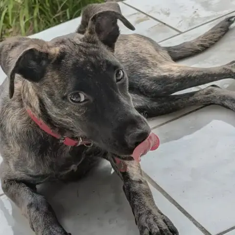 Ollie photo 3