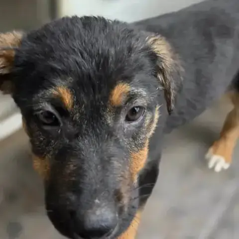 Zoe