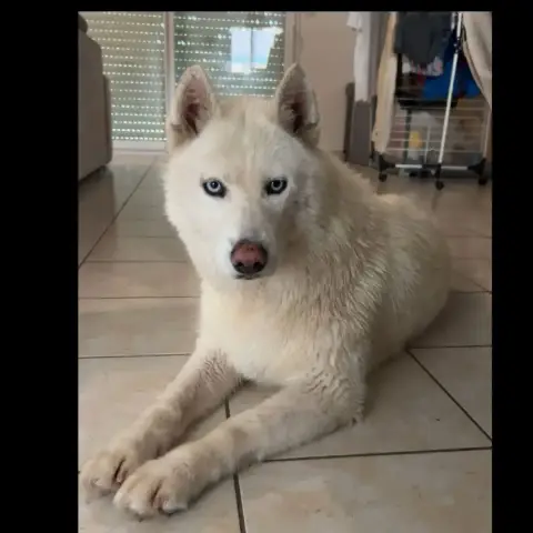 Nala