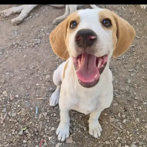 Cha
