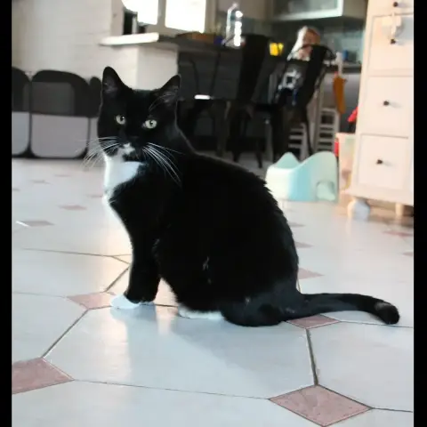Bigoudi