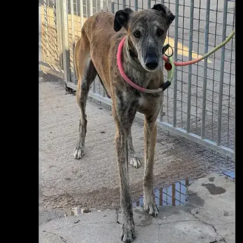 Tigre Galgo