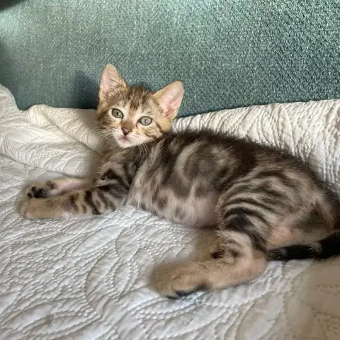 Millie