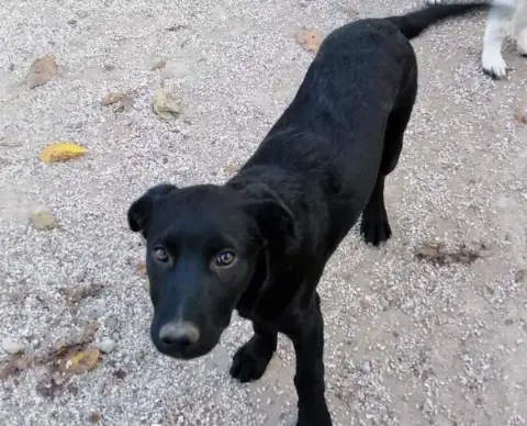 Chico