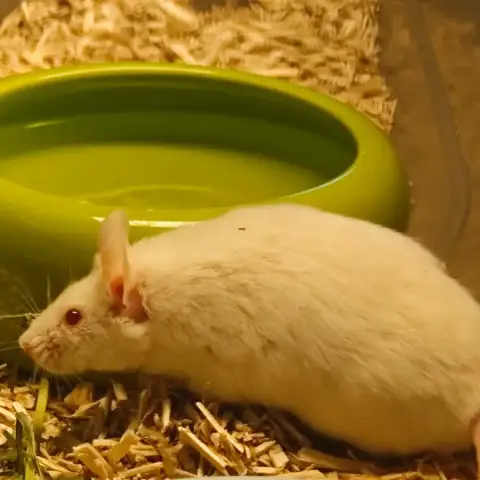 Taïgo