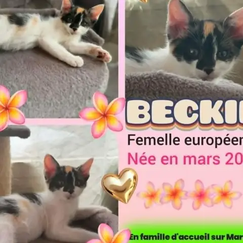 Beckie
