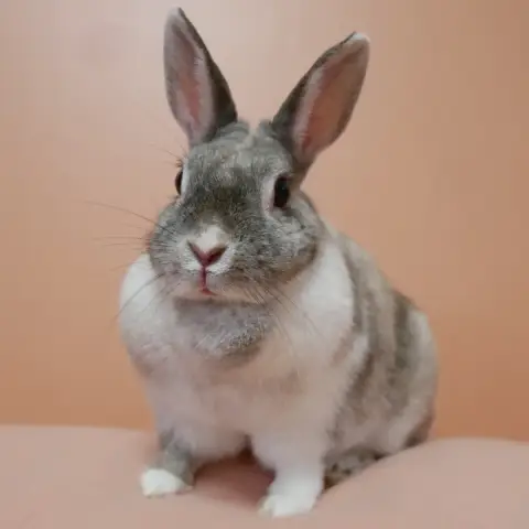 Guinette