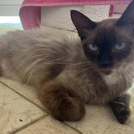 ✨️ Maha ✨️ 🐱