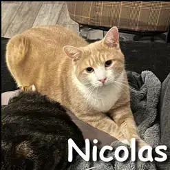 Nicolas