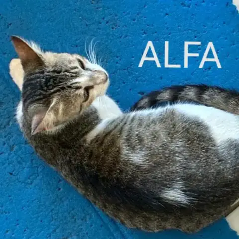 Alfa photo 3