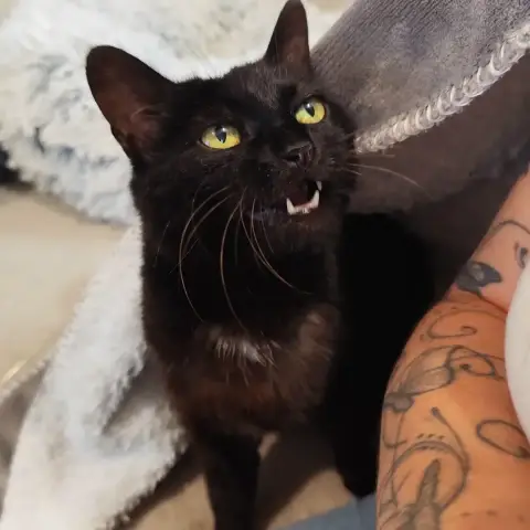 Nova