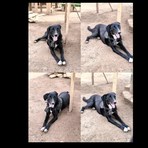 Simone
