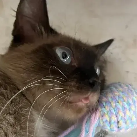✨️ Maha ✨️ 🐱 photo 3