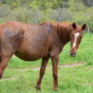 Veine D'Or Forgan photo 3