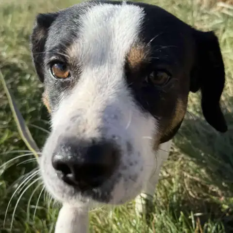 Tino