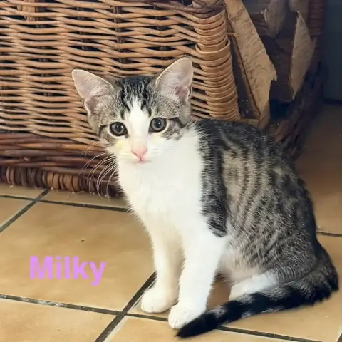 Milky photo 3