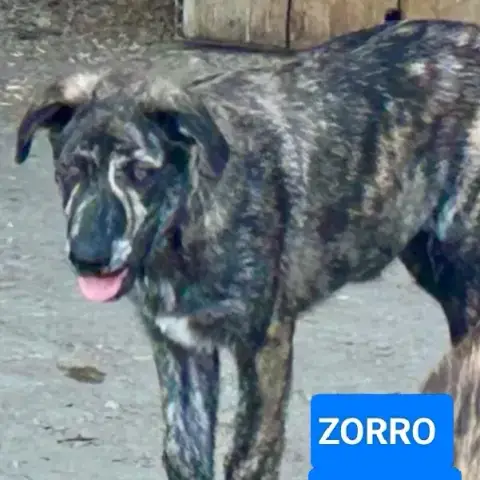 Zorro photo 3