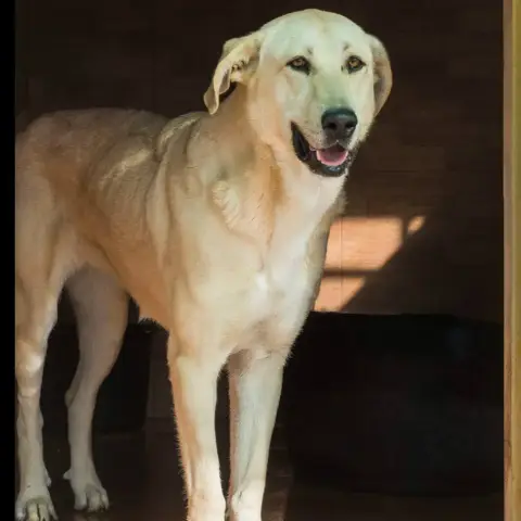Stella
