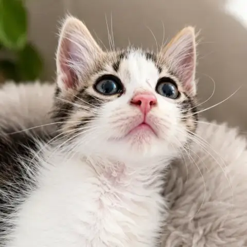 Babouche