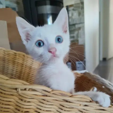 Bluey