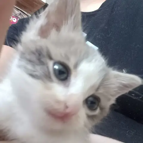 Gavroche