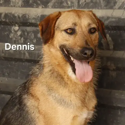 Dennis photo 2