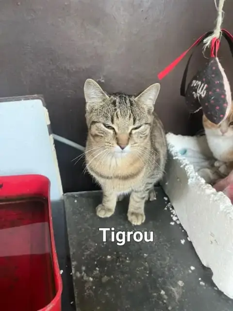 Tigrou