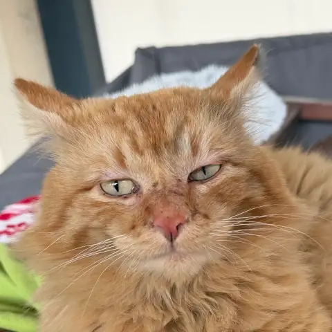 Garfield À Sauver